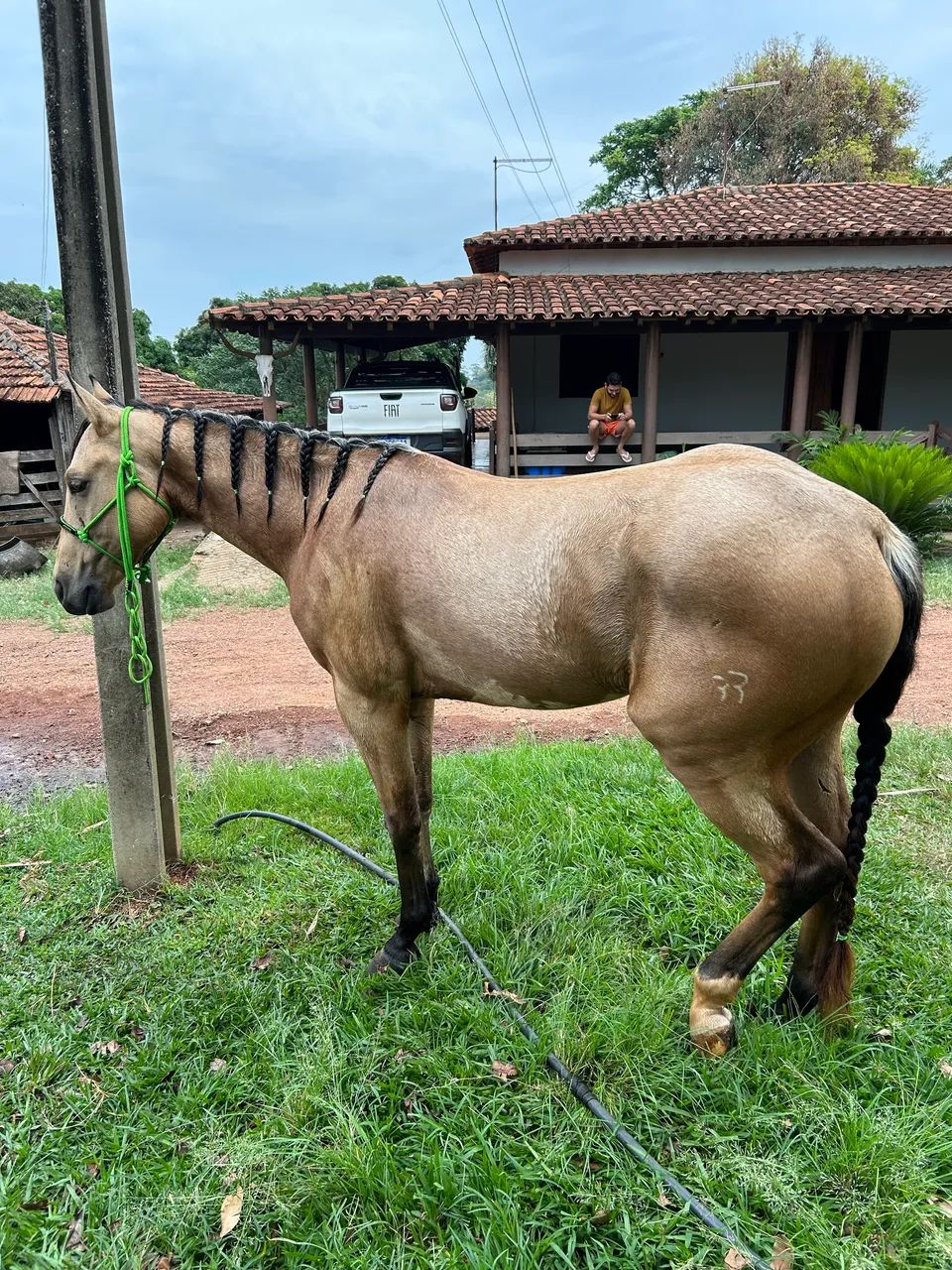 Cavalo Baio Pronto no Laço (Cabeça e Pé) - Foto 3