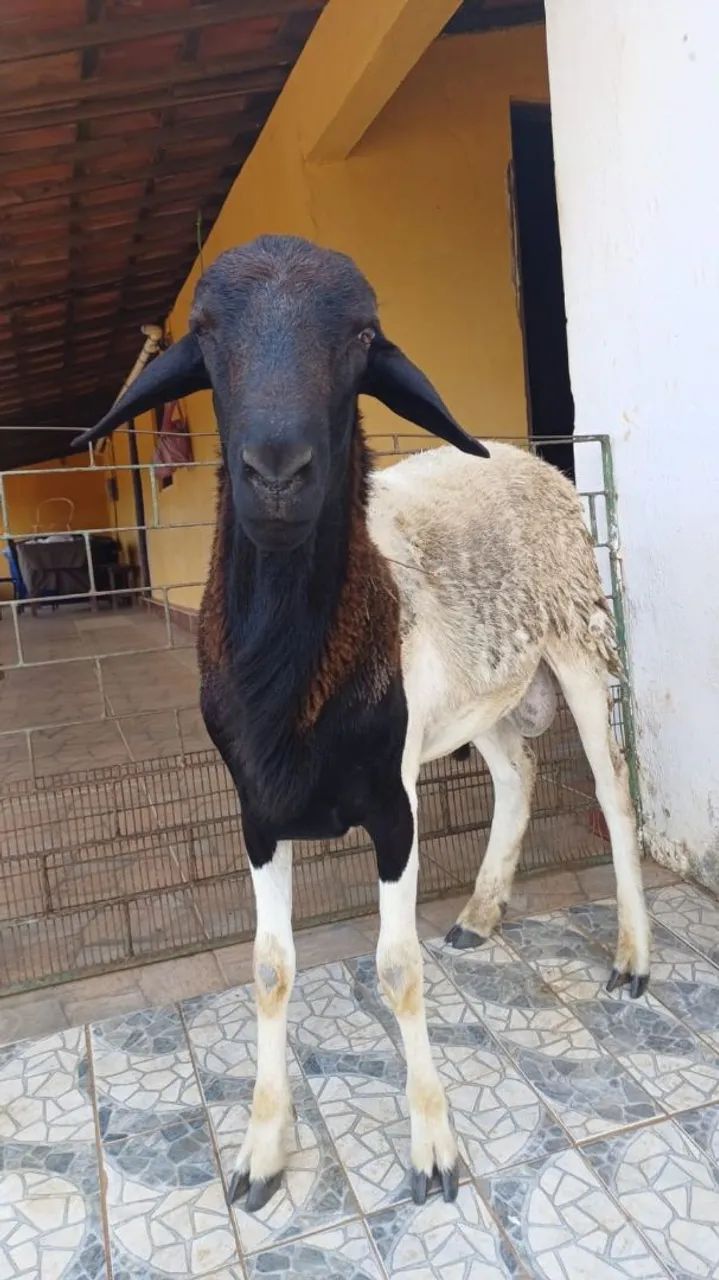 Carneiro Reprodutor 