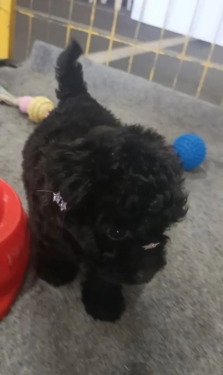 Cachorro  - Foto 2
