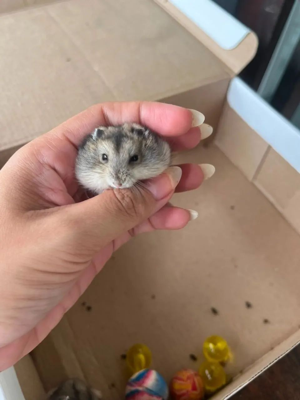 Hamster russo com 50 dias - Foto 5