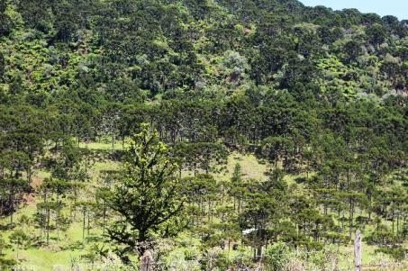 Urubici Sitio com 4 hectares frente para o Rio - Foto 17