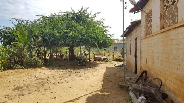 Fazenda 50 Hectares beira de rio Sâo Francisco - Venda - Foto 17