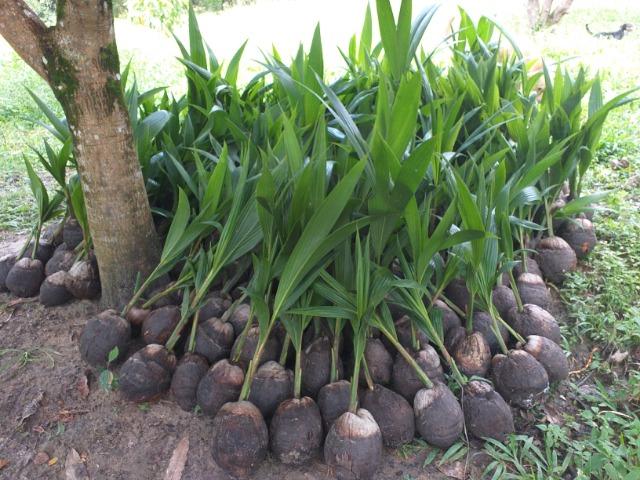 Mudas de Coqueiro Anão - Foto 2
