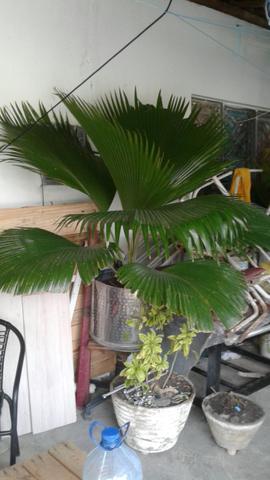 Palmeira