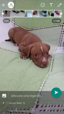 Filhote de Pit Bull 350,00 ? só chama qem tiver