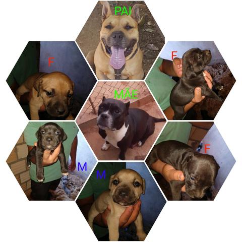 Filhotes de americam staffordshire com americam bully