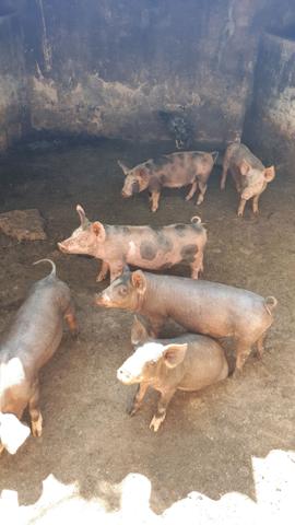 Vendo leitoa caipira