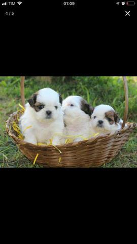Lindos machinhos de shih tzu em nossa loja
