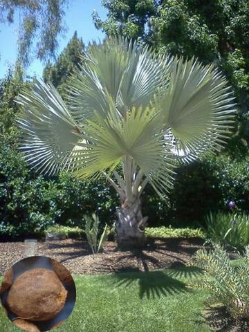 Palmeira Azul ( Bismarckia )