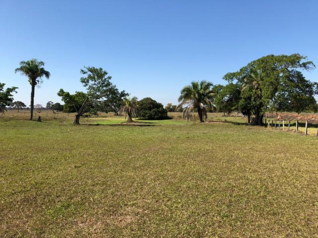 Fazenda 1.200 hectares á venda em Poconé MT - Foto 5
