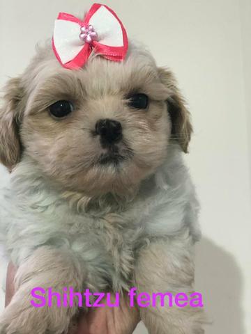 Shih tzu bb