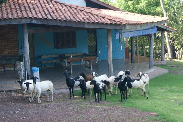 Fazenda 70 hectares á venda á 16km de Cuiabá - Foto 7