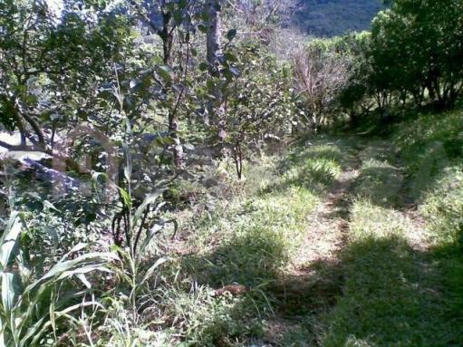 Chácara à venda em Nova palmira, Caxias do sul cod:248 - Foto 5