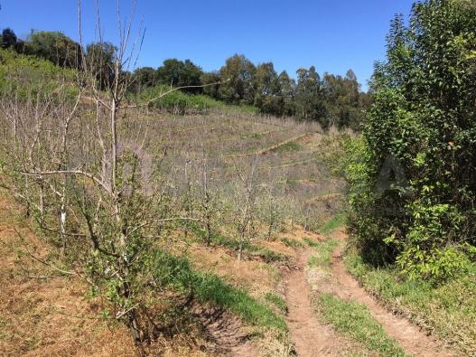 Terreno à venda em Ana rech, Caxias do sul cod:612 - Foto 2