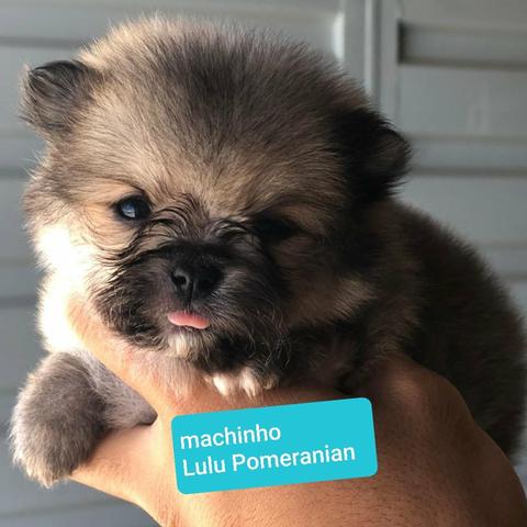 Fêmea e macho ídisponível lulu pomerania - Foto 5