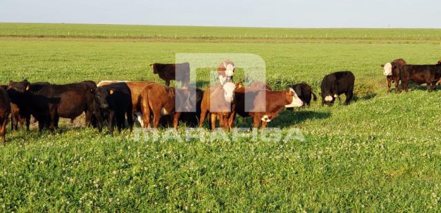 Chácara à venda em Uruguai, Uruguai cod:5557