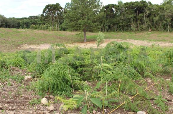 Terreno à venda em Fazenda souza, Caxias do sul cod:302 - Foto 4