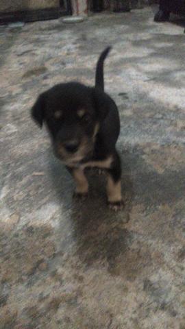 Adoção em Caruaru