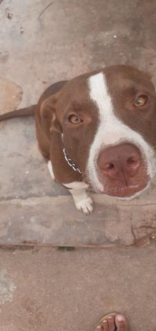 Pitbull - Foto 2