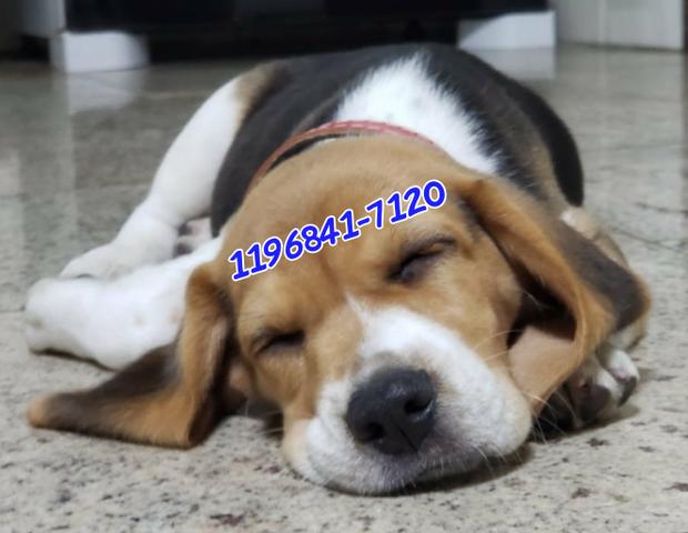 Beagle 13 polegadas a pronta entrega, compre com segurança, leia o anúncio - Foto 5