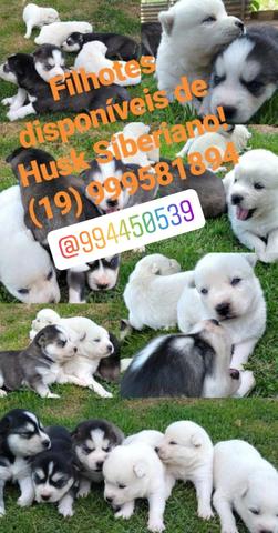 Husky Siberiano - Foto 3
