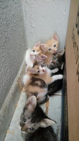 Gatos para doação - Foto 2