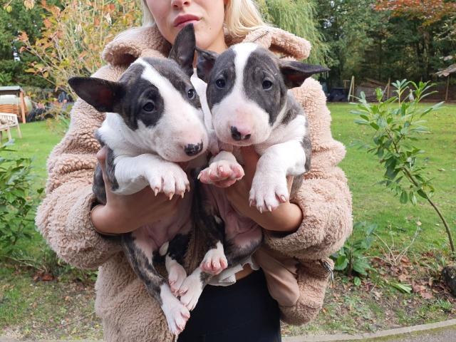 Bull Terrier Inglês pirata/fulvo/tricolor/white e black brindle, machos e fêmeas! - Foto 2