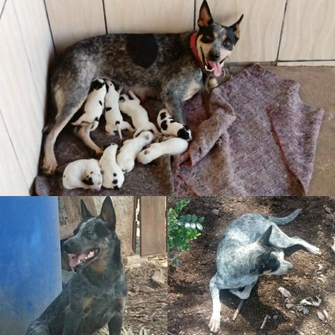 Vendo filhotes de blue heeler