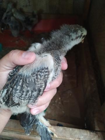 Pintinho Brahma Dark - Foto 2