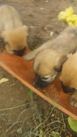 Cachorro doaçao