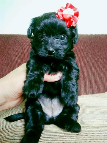 Poodle pretinha Micro - Foto 3