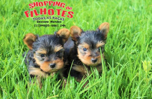 Yorkshire Terrier micros e padrão, com suporte e assistência veterinária - Foto 2