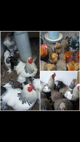 Galos, Galinhas e Pintinhos Brahma - Foto 3