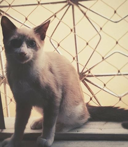 Casal de Gatos para adoção responsável - Foto 5
