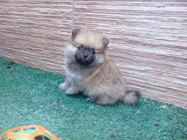 Spitz almao machinho em 12x - Foto 3