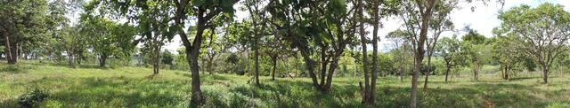 Vende-se terreno de 14 hectares - Foto 6