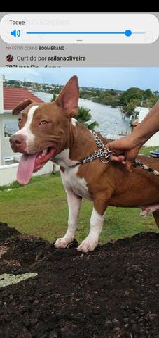 Pitbull