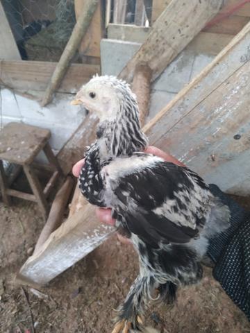 Pintinho Brahma Dark - Foto 5