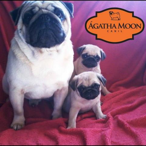 Babys PUGs prontos pra entrega - Foto 5
