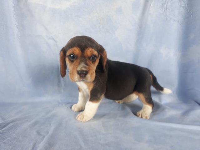 Beagle Filhotes, a única loja do pais com clinica vet própria (11)9.6842.5101 - Foto 2