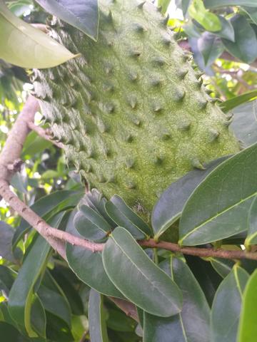 Fruta graviola muito boa .sem agrotóxico