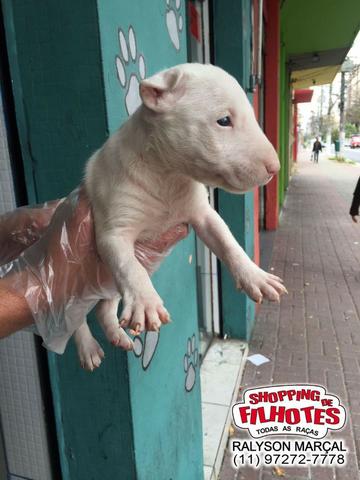 Bull Terrier Inglês filhotes de alto padrão com qualidade genética! - Foto 3
