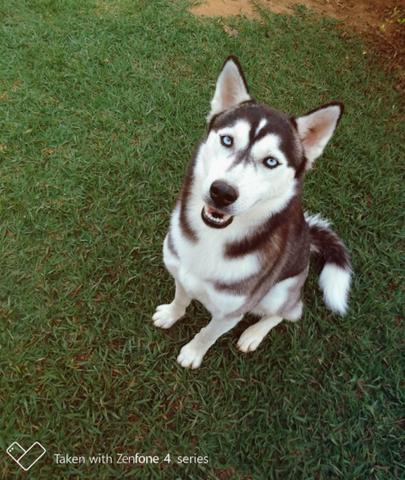 Husky Siberiano - Foto 5