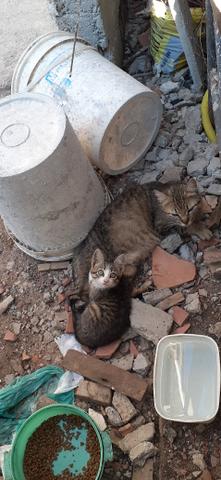 Adoção de gatinhos - Foto 3