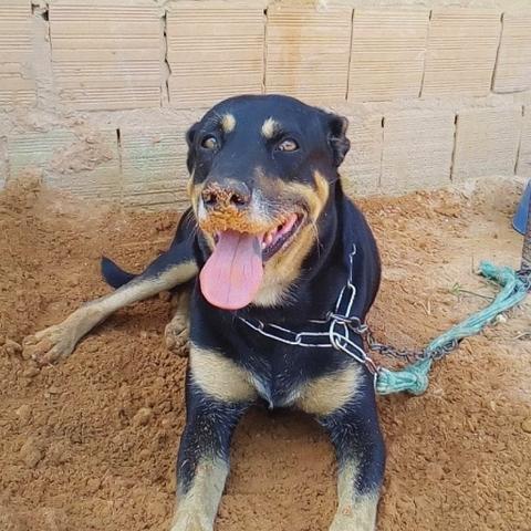 DOAÇÃO Cão doberman raciado ( lindo ) - Foto 3