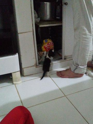 Gato macho 1 mês para adoção responsável - Foto 3