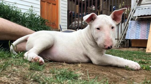 Bull Terrier Inglês pirata/fulvo/tricolor/white e black brindle, machos e fêmeas!
