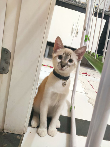 Gato siamês macho doação - Foto 6