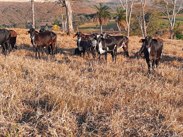Novilhas 1/2 sangue, estudo troca em carro - Foto 4