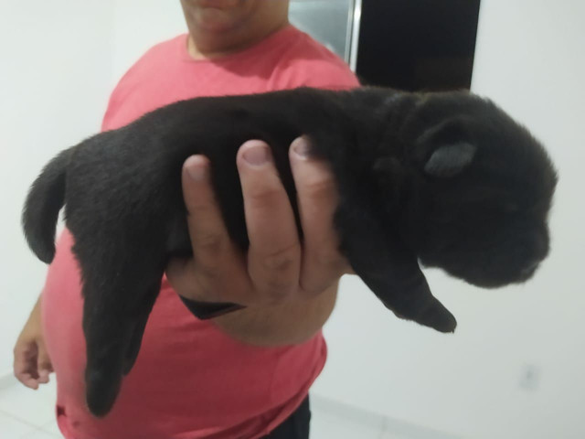 Chow Chow fêmea - Foto 2